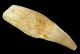 Fossil Rooted Mosasaur (Eremiasaurus) Tooth - Morocco #117002-1